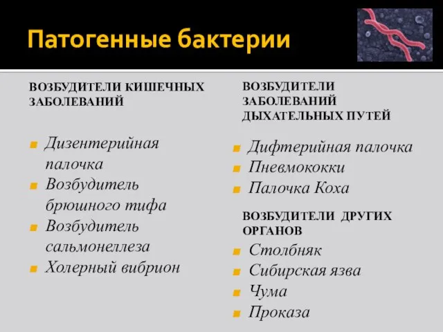 Патогенные бактерии ВОЗБУДИТЕЛИ КИШЕЧНЫХ ЗАБОЛЕВАНИЙ Дизентерийная палочка Возбудитель брюшного тифа Возбудитель сальмонеллеза