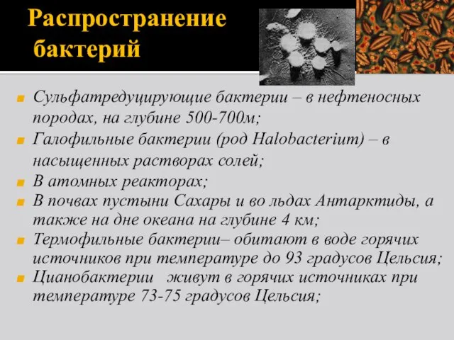 Распространение бактерий Сульфатредуцирующие бактерии – в нефтеносных породах, на глубине 500-700м; Галофильные