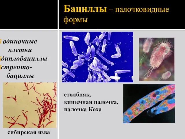 Бациллы – палочковидные формы одиночные клетки диплобациллы стрепто- бациллы сибирская язва столбняк, кишечная палочка, палочка Коха