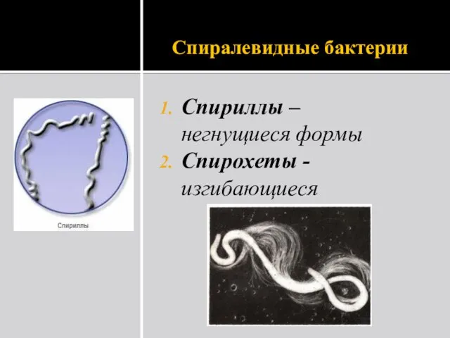 Спиралевидные бактерии Спириллы – негнущиеся формы Спирохеты - изгибающиеся