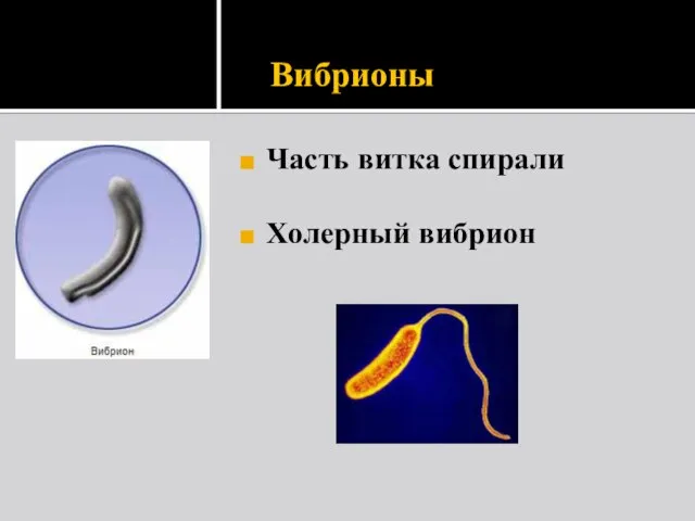 Вибрионы Часть витка спирали Холерный вибрион