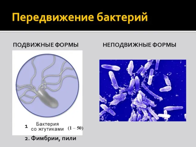 Передвижение бактерий ПОДВИЖНЫЕ ФОРМЫ НЕПОДВИЖНЫЕ ФОРМЫ (1 – 50) 2. Фимбрии, пили 1
