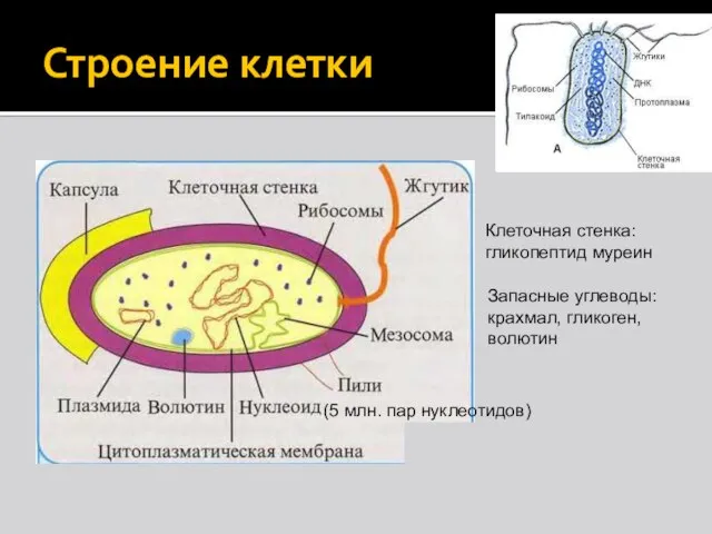 Строение клетки Клеточная стенка: гликопептид муреин (5 млн. пар нуклеотидов) Запасные углеводы: крахмал, гликоген, волютин