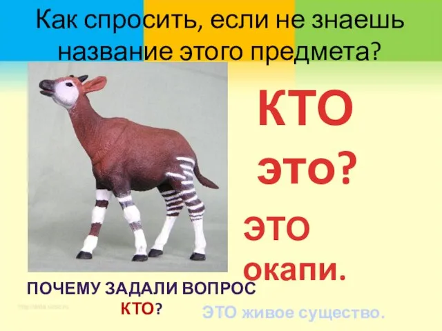 Как спросить, если не знаешь название этого предмета? КТО это? ЭТО окапи.