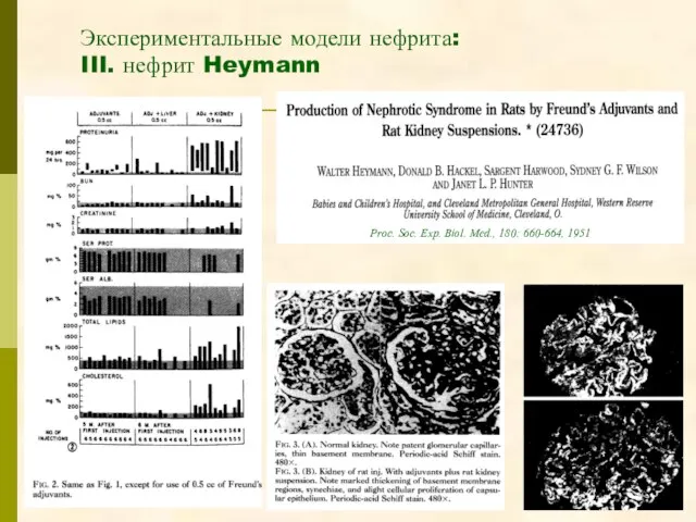 Proc. Soc. Exp. Biol. Med., 180: 660-664, 1951 Экспериментальные модели нефрита: III. нефрит Heymann