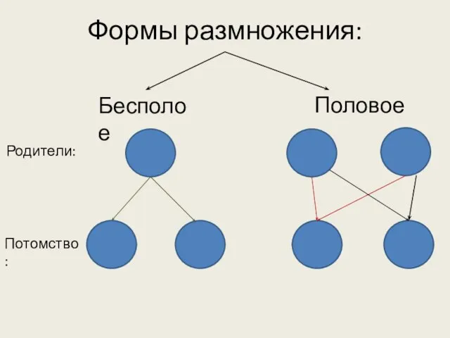 Формы размножения: Бесполое Половое Родители: Потомство: