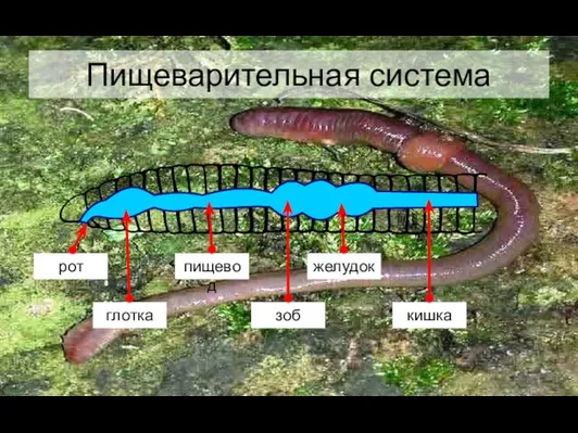 Пищеварительная система