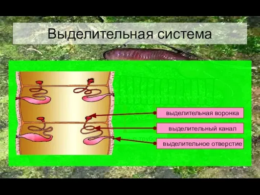 Выделительная система