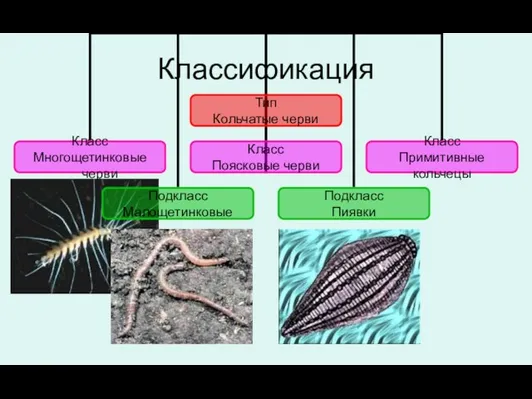 Классификация