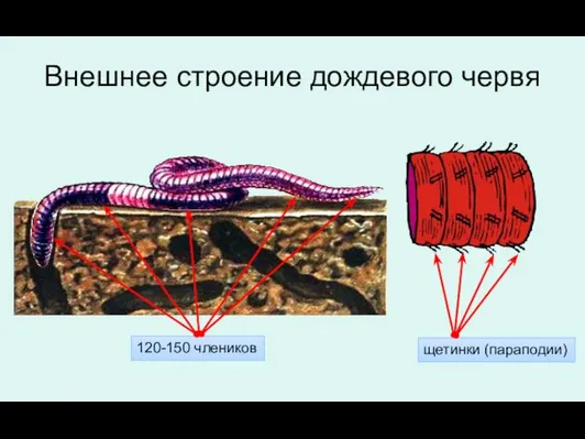 Внешнее строение дождевого червя