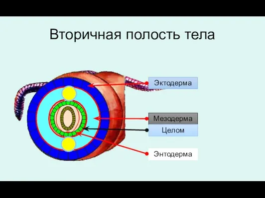 Вторичная полость тела