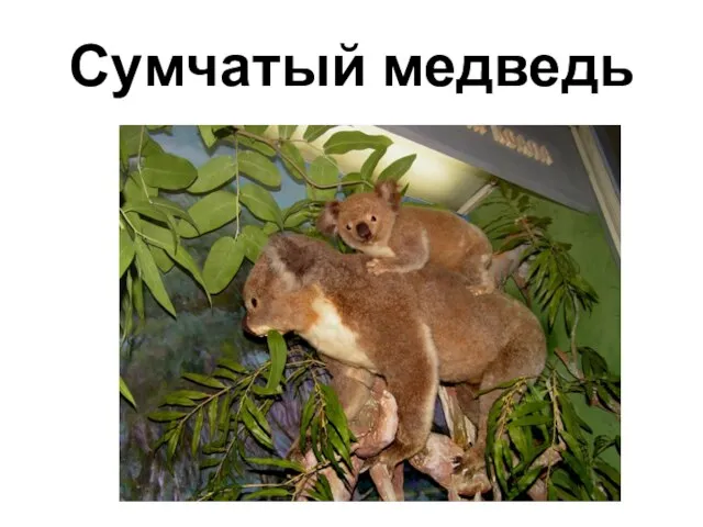 Сумчатый медведь