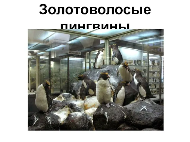 Золотоволосые пингвины