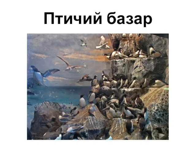 Птичий базар