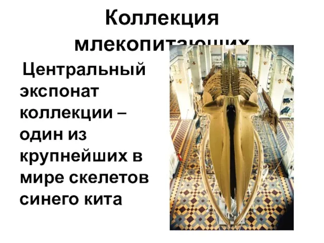 Коллекция млекопитающих Центральный экспонат коллекции – один из крупнейших в мире скелетов синего кита