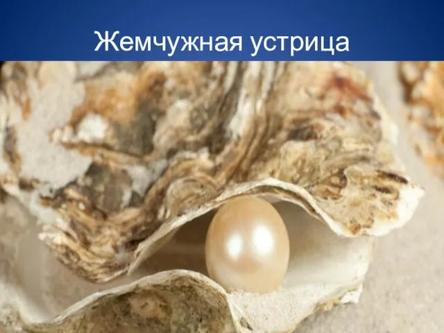 Жемчужная устрица