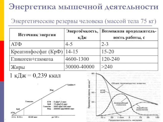 Энергетика мышечной деятельности Энергетические резервы человека (массой тела 75 кг) 1 кДж = 0,239 ккал