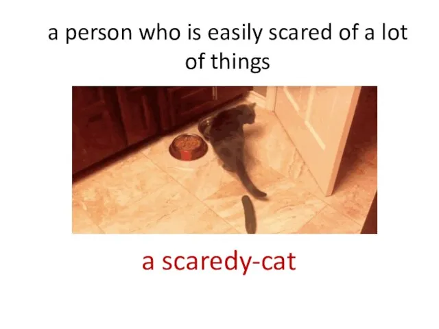 a person who is easily scared of a lot of things a scaredy-cat