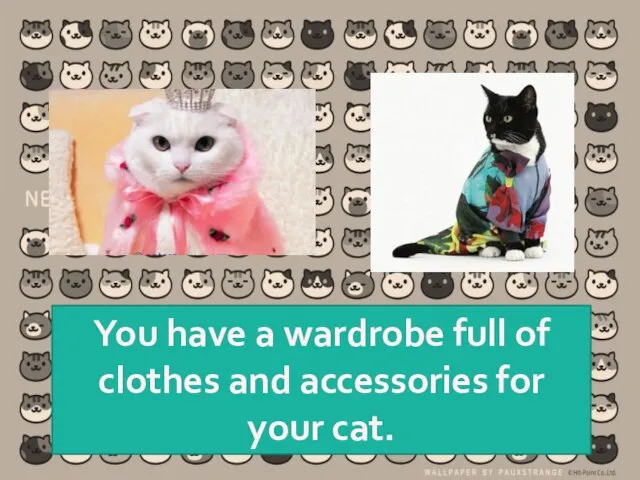 You have a wardrobe full of clothes and accessories for your cat.