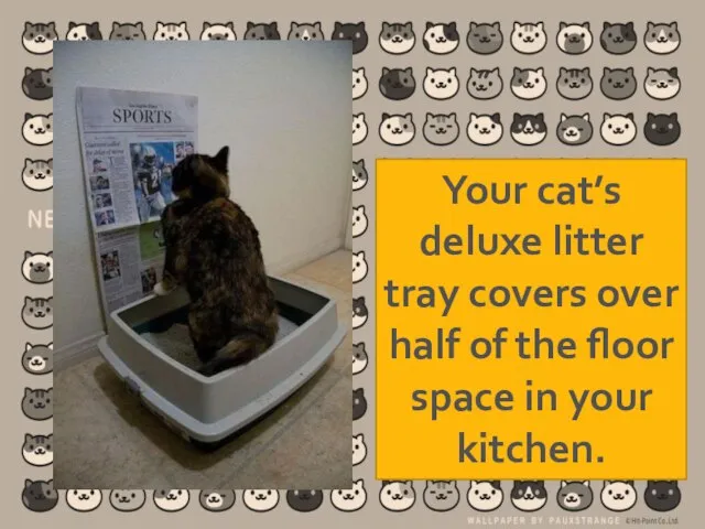 Your cat’s deluxe litter tray covers over half of the floor space in your kitchen.