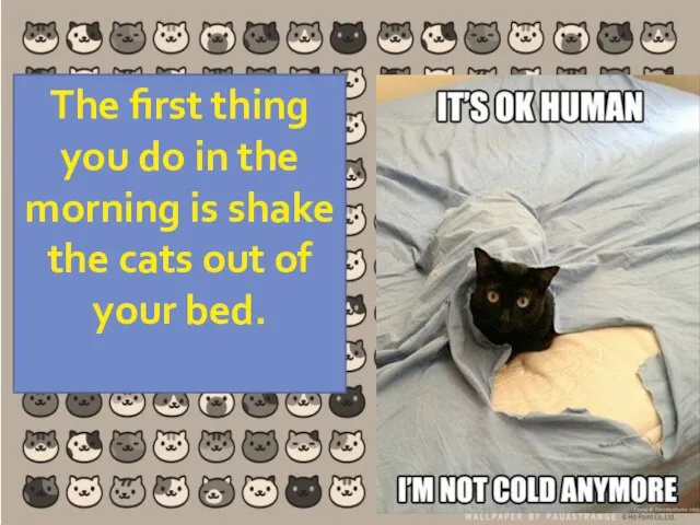 The first thing you do in the morning is shake the cats out of your bed.