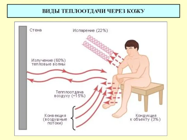 ВИДЫ ТЕПЛООТДАЧИ ЧЕРЕЗ КОЖУ