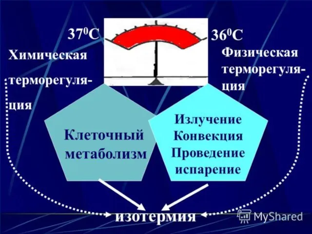 ТЕМПЕРАТУРА ТЕЛА