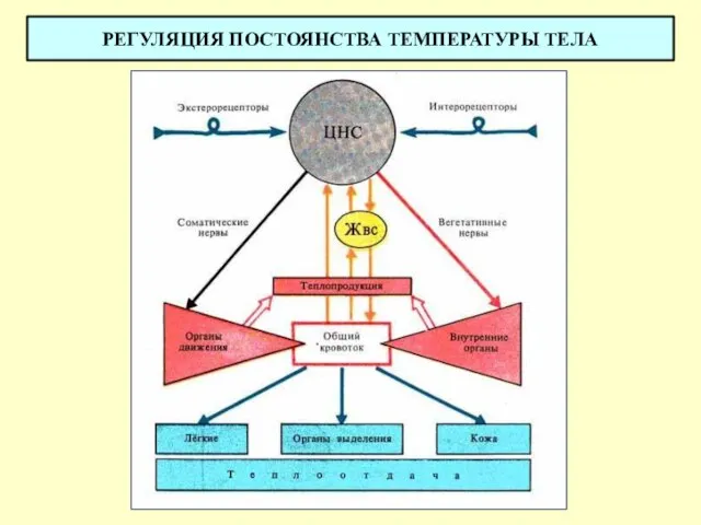 РЕГУЛЯЦИЯ ПОСТОЯНСТВА ТЕМПЕРАТУРЫ ТЕЛА