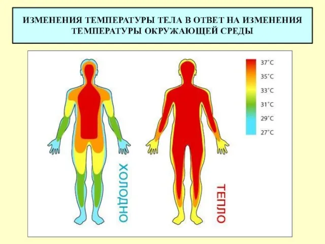 ИЗМЕНЕНИЯ ТЕМПЕРАТУРЫ ТЕЛА В ОТВЕТ НА ИЗМЕНЕНИЯ ТЕМПЕРАТУРЫ ОКРУЖАЮЩЕЙ СРЕДЫ