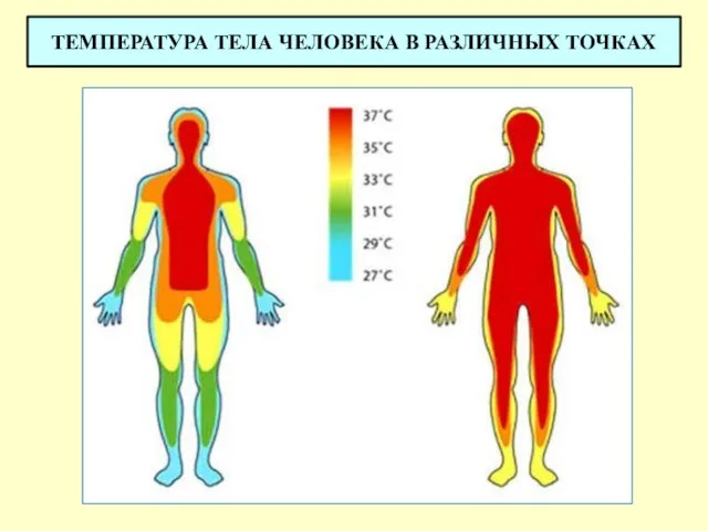 ТЕМПЕРАТУРА ТЕЛА ЧЕЛОВЕКА В РАЗЛИЧНЫХ ТОЧКАХ