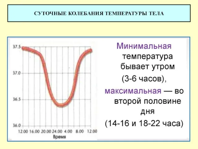 СУТОЧНЫЕ КОЛЕБАНИЯ ТЕМПЕРАТУРЫ ТЕЛА