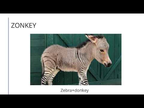 ZONKEY Zebra+donkey