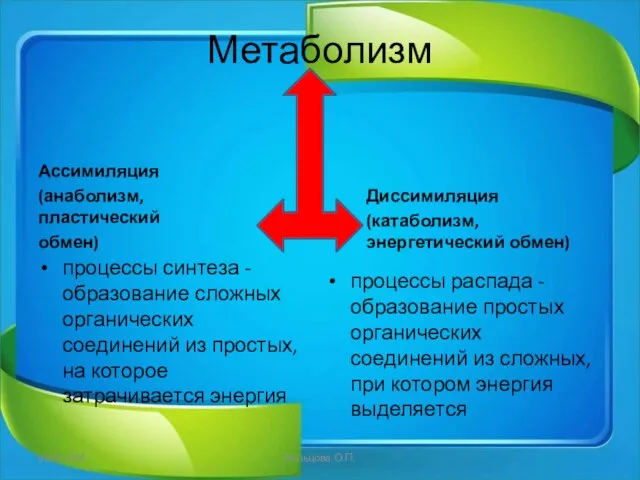 Метаболизм Ассимиляция (анаболизм, пластический обмен) процессы синтеза - образование сложных органических соединений