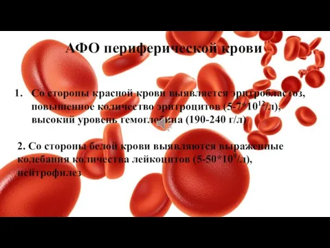 АФО периферической крови Со стороны красной крови выявляется эритробластоз, повышенное количество эритроцитов