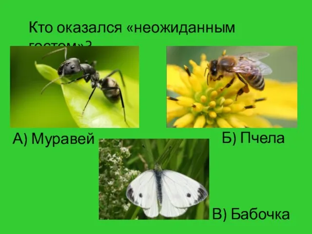 Кто оказался «неожиданным гостем»? Б) Пчела В) Бабочка А) Муравей