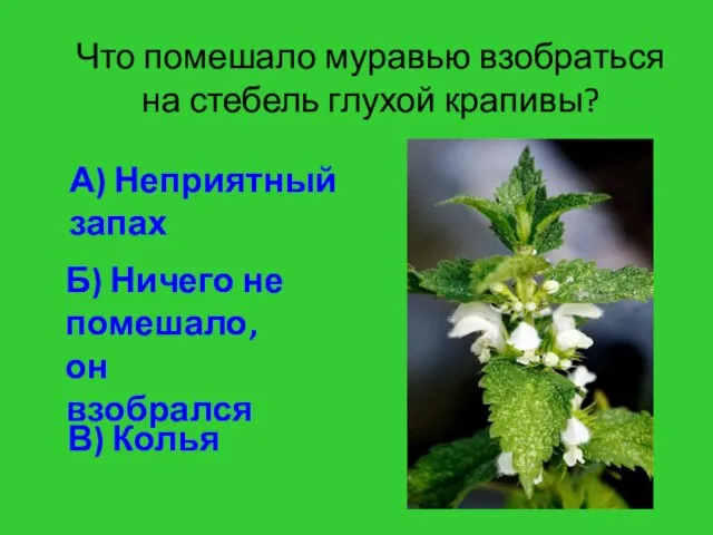 Что помешало муравью взобраться на стебель глухой крапивы? А) Неприятный запах Б)