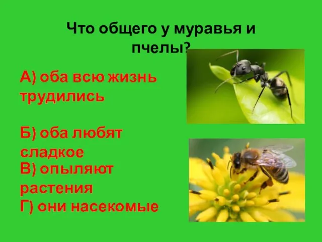 Что общего у муравья и пчелы? А) оба всю жизнь трудились Б)