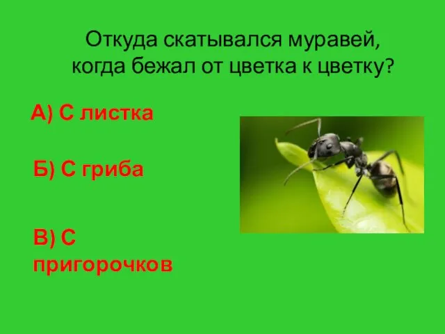 Откуда скатывался муравей, когда бежал от цветка к цветку? А) С листка