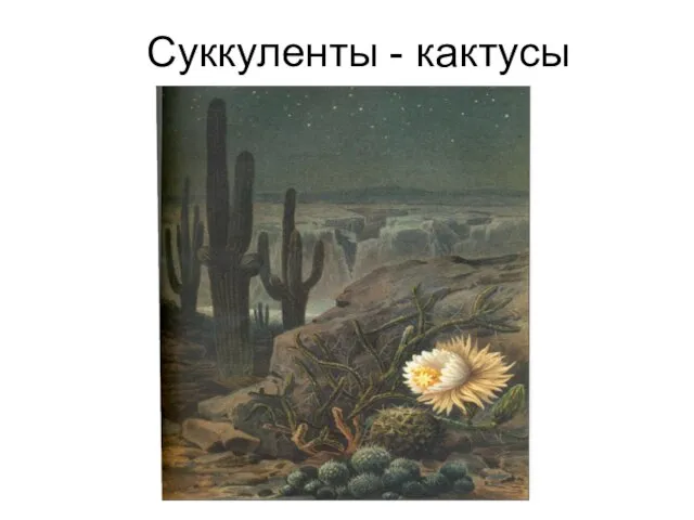 Суккуленты - кактусы