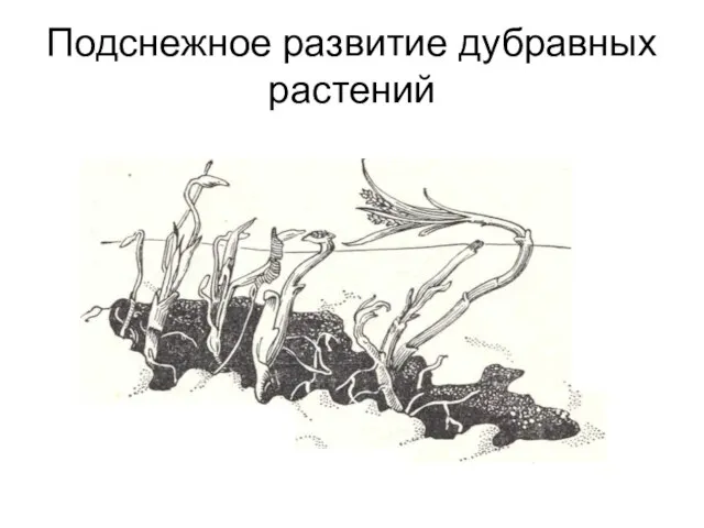 Подснежное развитие дубравных растений