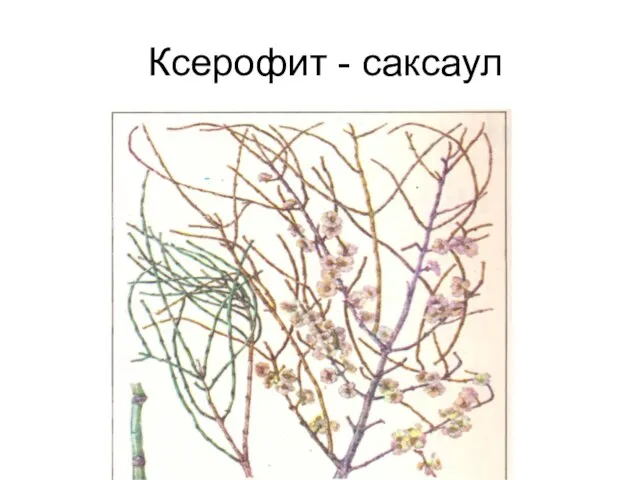 Ксерофит - саксаул