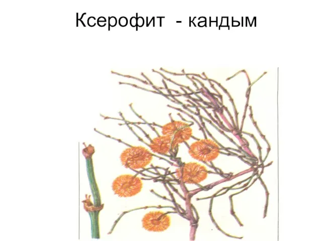 Ксерофит - кандым