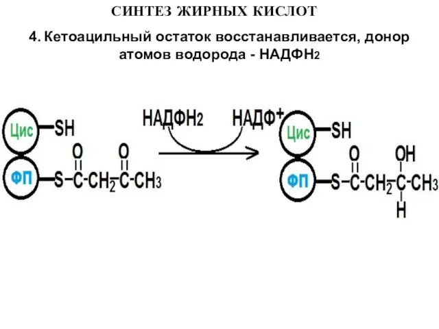 СИНТЕЗ ЖИРНЫХ КИСЛОТ 4. Кетоацильный остаток восстанавливается, донор атомов водорода - НАДФН2