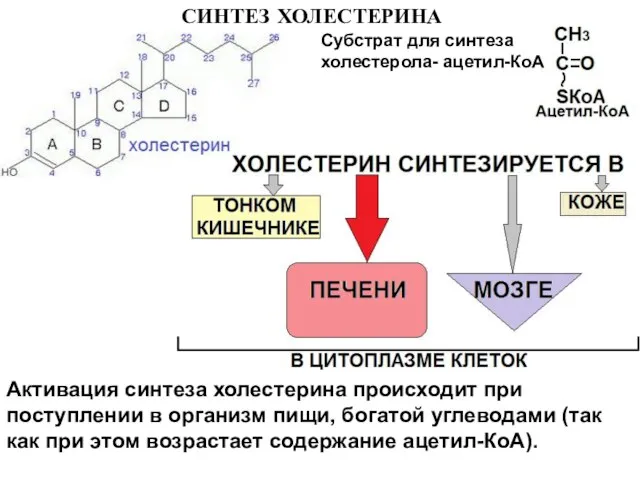 СИНТЕЗ ХОЛЕСТЕРИНА Субстрат для синтеза холестерола- ацетил-КоА Активация синтеза холестерина происходит при