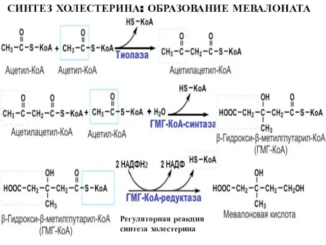 СИНТЕЗ ХОЛЕСТЕРИНА: ОБРАЗОВАНИЕ МЕВАЛОНАТА Регуляторная реакция синтеза холестерина