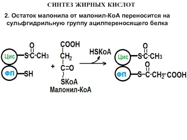 СИНТЕЗ ЖИРНЫХ КИСЛОТ 2. Остаток малонила от малонил-КоА переносится на сульфгидрильную группу ацилпереносящего белка