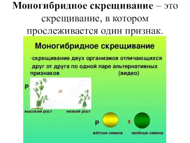 Моногибридное скрещивание – это скрещивание, в котором прослеживается один признак.