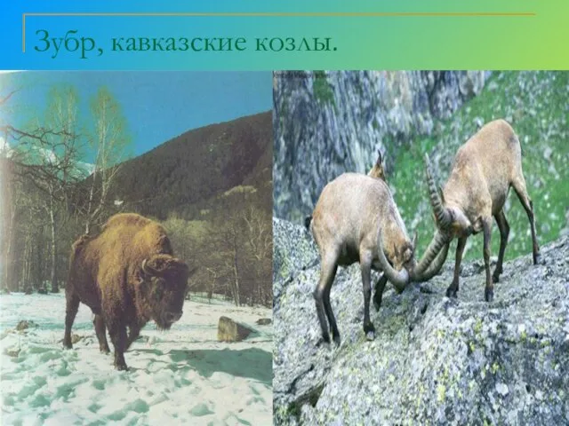 Зубр, кавказские козлы.