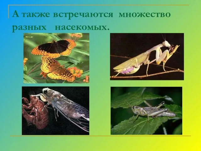 А также встречаются множество разных насекомых.