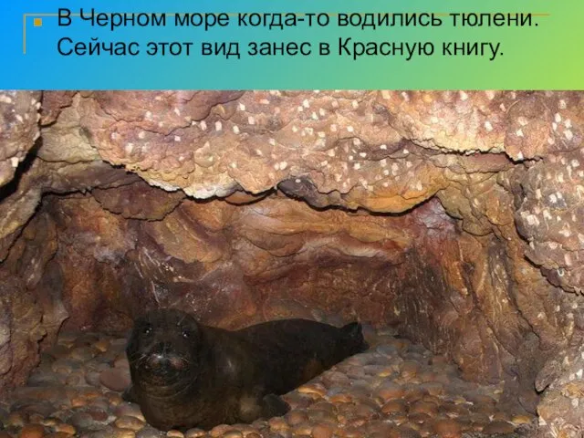 В Черном море когда-то водились тюлени.Сейчас этот вид занес в Красную книгу.